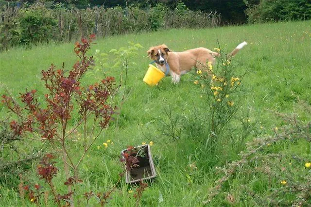 Gasthof Zur Krone Odenwald-sterne-hotel Hotel 3*